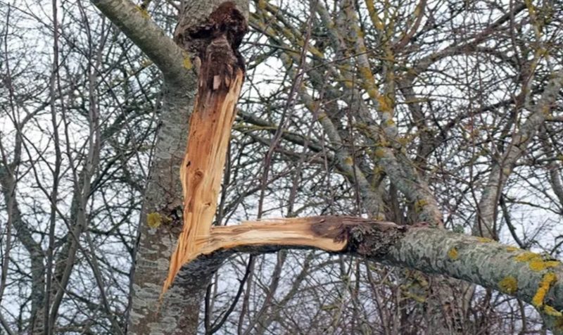 Storm Damage Tree Removal in Sparks, Nevada
