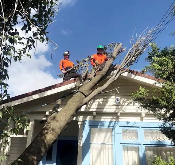Tree Removal in Sparks, Nevada