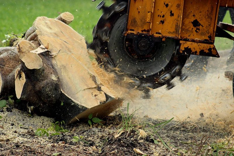 Stump Removal in Sparks, Nevada