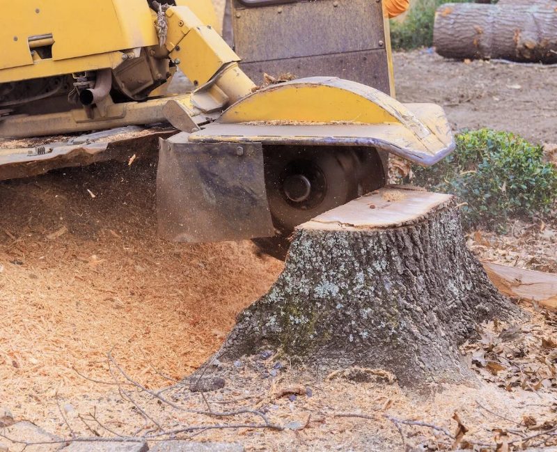 Stump Removal in Sparks, Nevada
