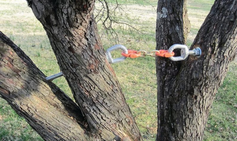 Tree Cabling in Sparks, Nevada