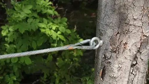 Tree Cabling in Sparks, Nevada