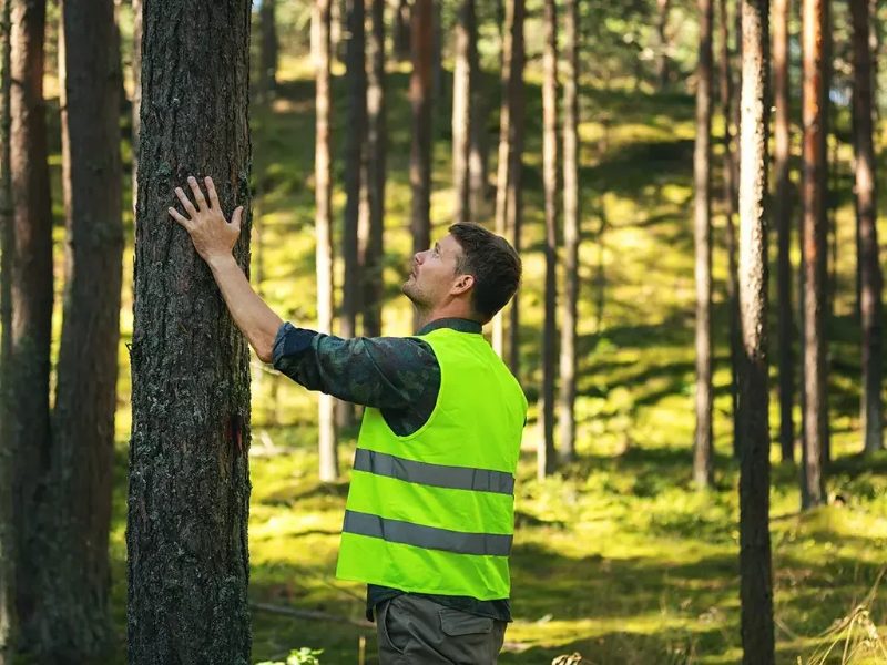 Tree Health Assessment in Sparks, Nevada