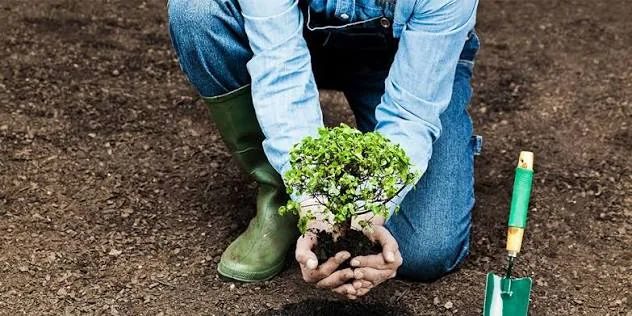 Tree Planting in Sparks, Nevada