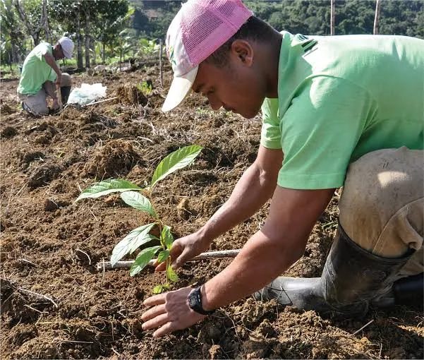 Tree Planting in Sparks, Nevada
