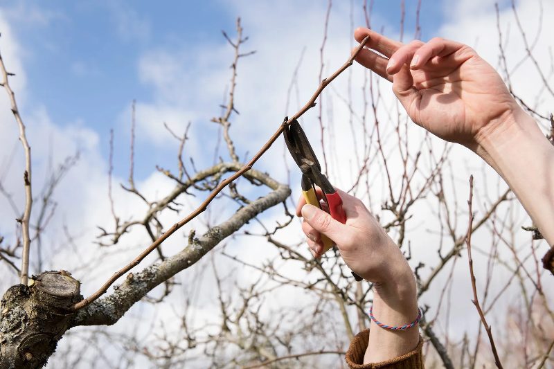 Tree Pruning in Sparks, Nevada