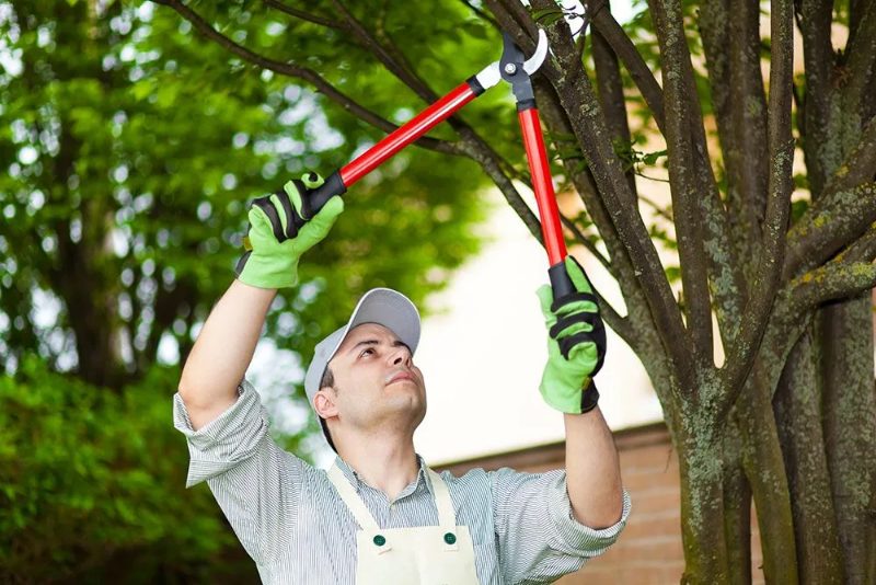 Tree Pruning in Sparks, Nevada