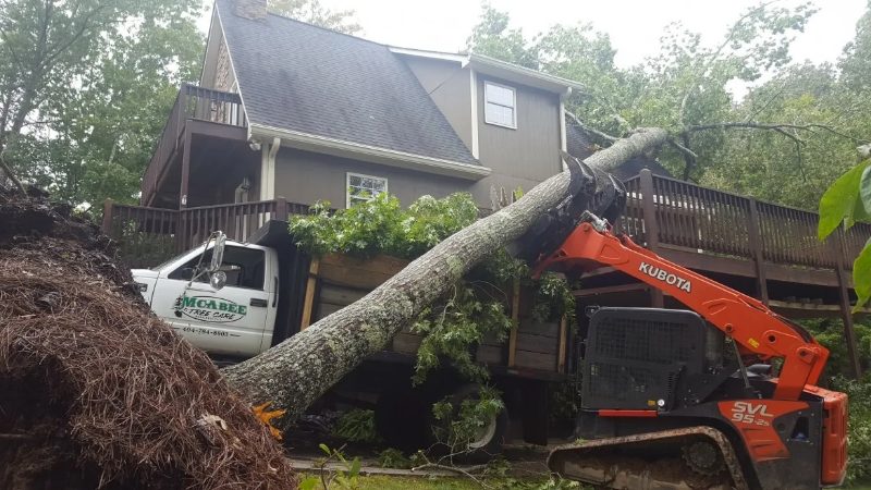 Tree Service pricing and estimates in Sparks