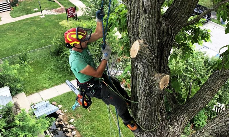 Sparks Tree Masters arborist working high in a tree