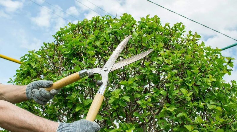Tree Trimming in Sparks, Nevada