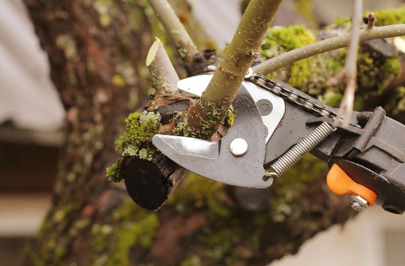Tree Pruning in Sparks, Nevada