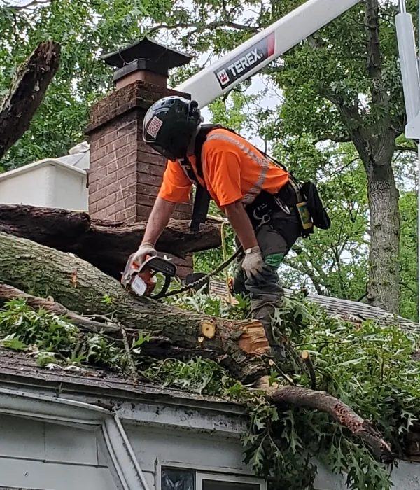 Tree Service project timeline in Sparks