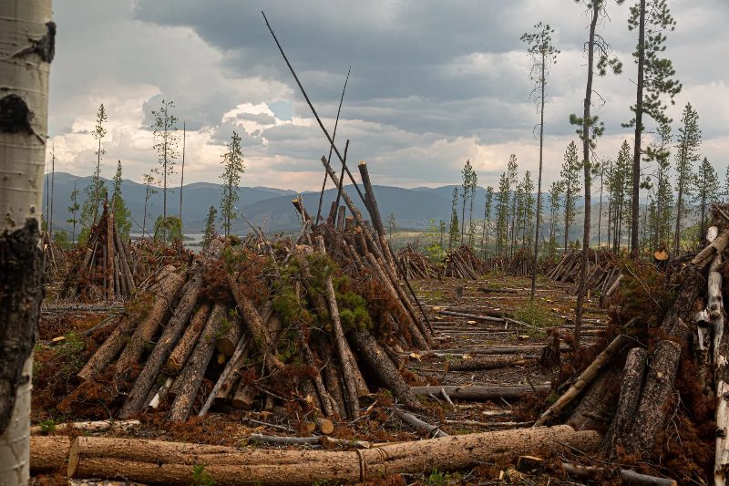 Land Clearing in Sparks, Nevada
