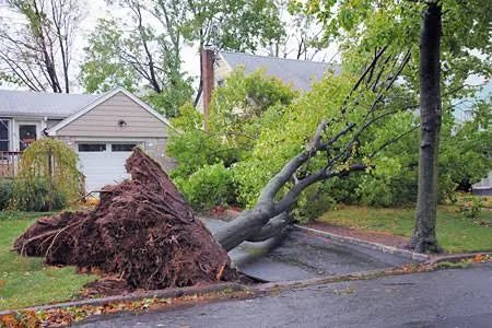 Storm Damage Tree Removal services in Sparks, Nevada