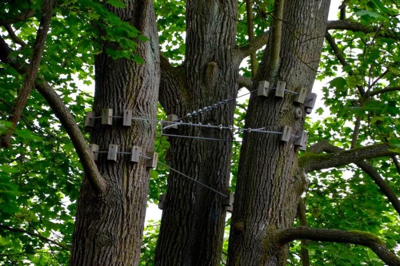 Tree Cabling services in Sparks, Nevada