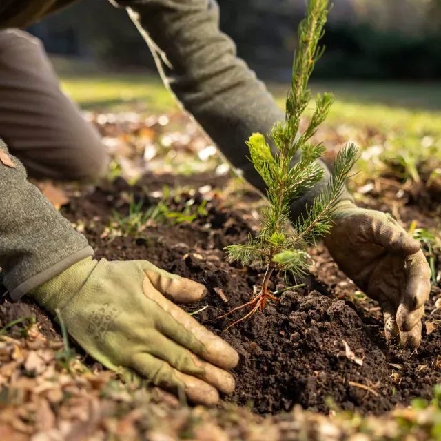 Tree Planting services in Sparks, Nevada
