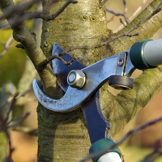 Tree Pruning in Sparks