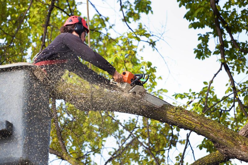 Tree Trimming in Sparks