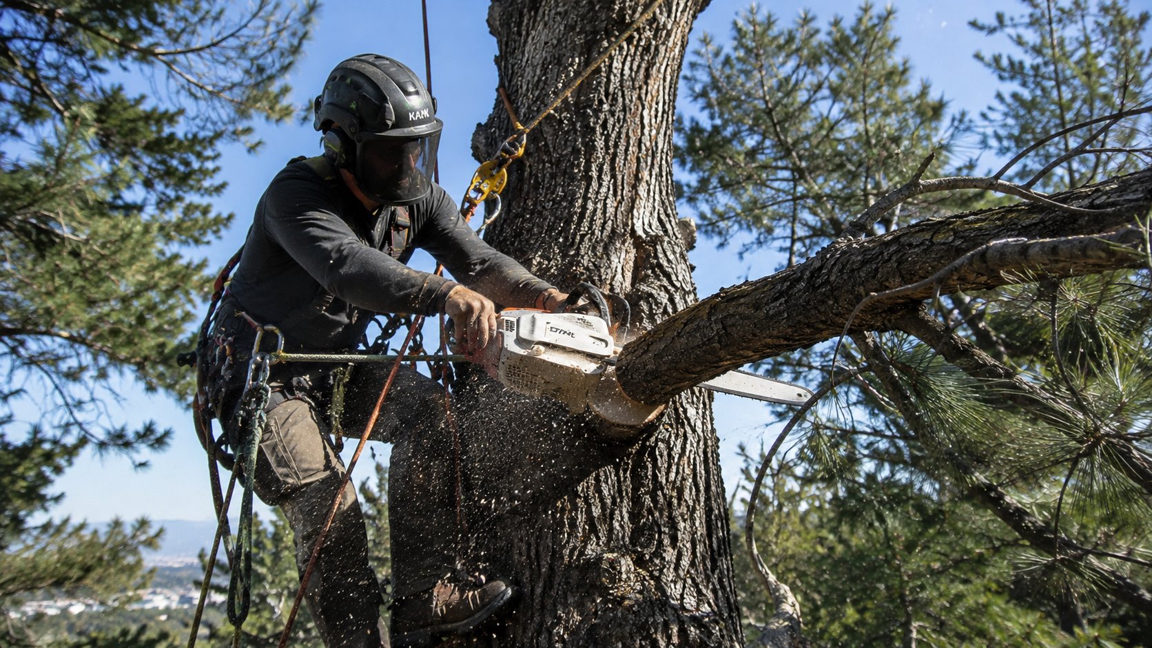 Tree Service in Sparks, Nevada